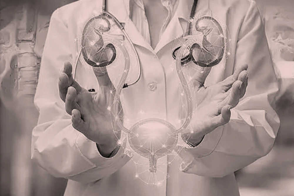 A urologist in a white coat presenting a digital illustration of the human urinary system, highlighting kidneys and bladder health.